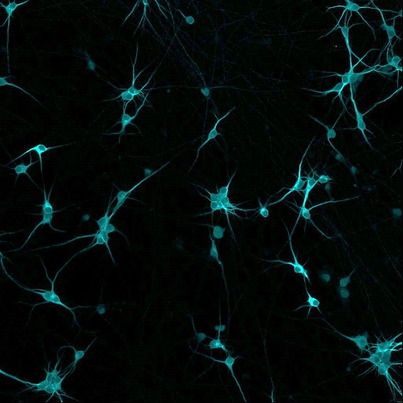 Neurons under microscope